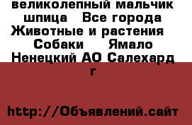 великолепный мальчик шпица - Все города Животные и растения » Собаки   . Ямало-Ненецкий АО,Салехард г.